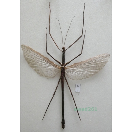 Phasma2 sp. Indonesia, Irian 125mm6